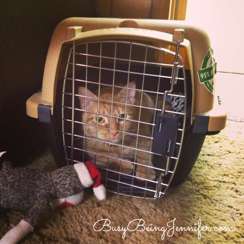 Tang still thinks that this crate belongs to him... Silly Kitty!  -  BusyBeingJennifer.com