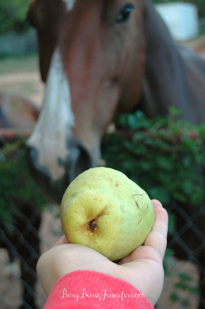The neighbor's horses love our pears too ) - busybeingjennifer.com