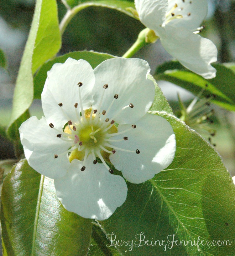 More Signs of Spring {Blossoms} - BusyBeingJennifer.com