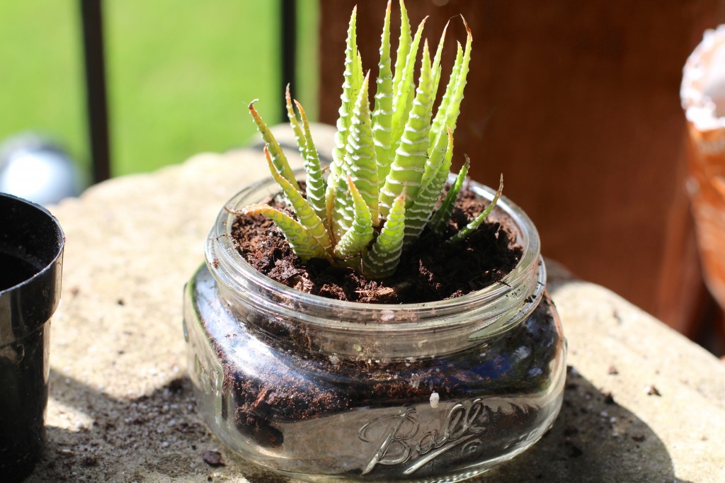 Mini Mason Jar Succulent Starters - BusyBeingJennifer.com #101HandmadeDays