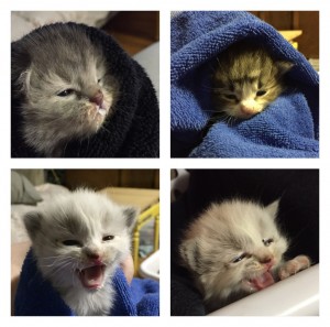 Teeny Tiny Kittens