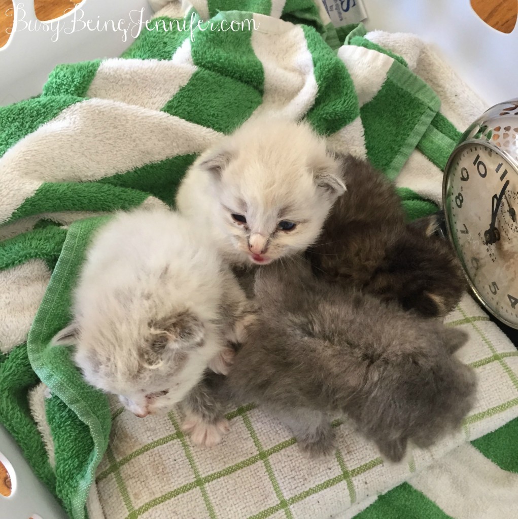 Tiny Kittens