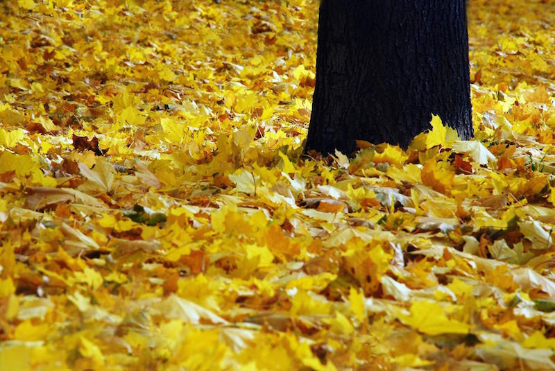 yellow-fall-leaves