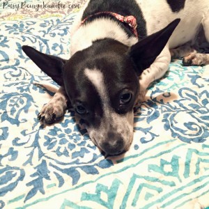 Bitty Bitly - BusyBeingJennifer.com