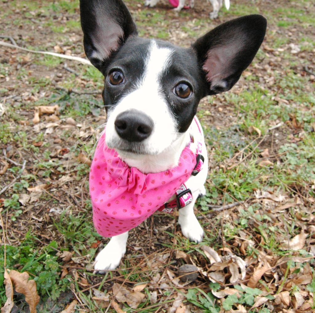 DIY Puppy Bandannas for your Fur-baby! These puppy bandannas are easy to sew, look adorable, and are the perfect project to dress up your dog! Easily change up the fabric to fit the occasion.