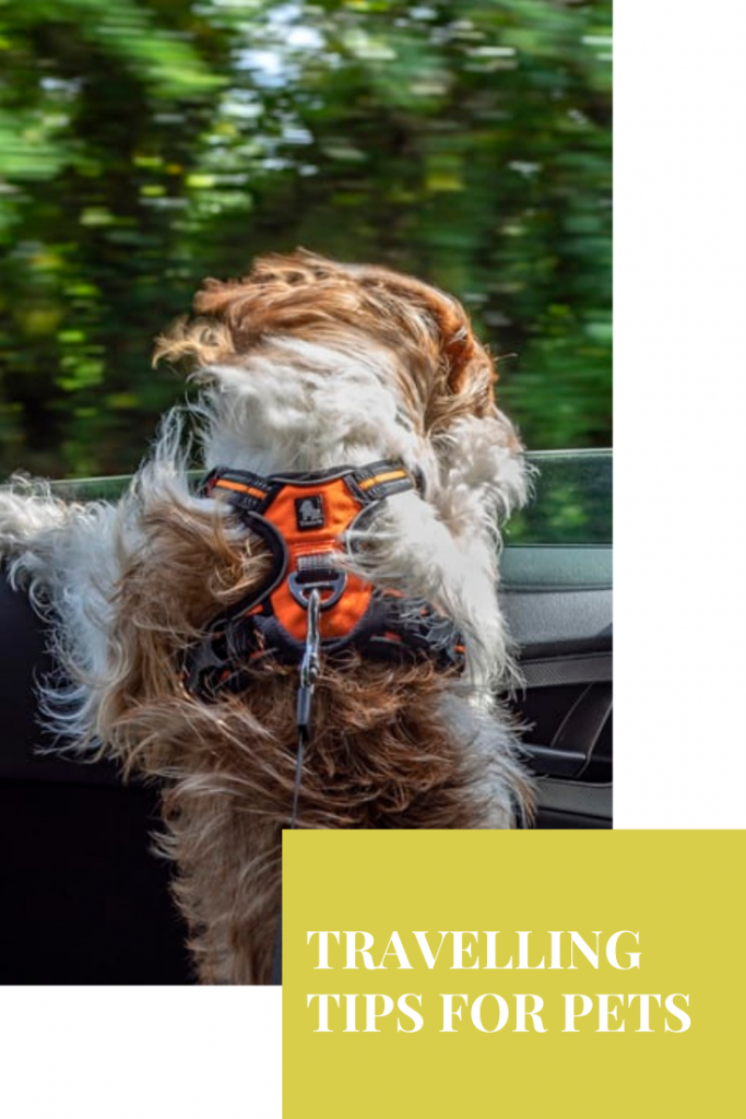 Whether you're going on a vacation, fall road trip, or moving to a new home, these pet travelling tips will help you safely move your pet