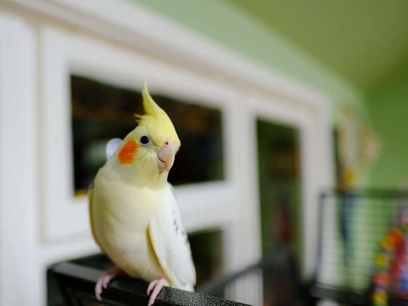 Pet ownership is very rewarding and I hope that after reading these reasons why birds make great pets, you'll consider adopting or rescuing a bird of your own!