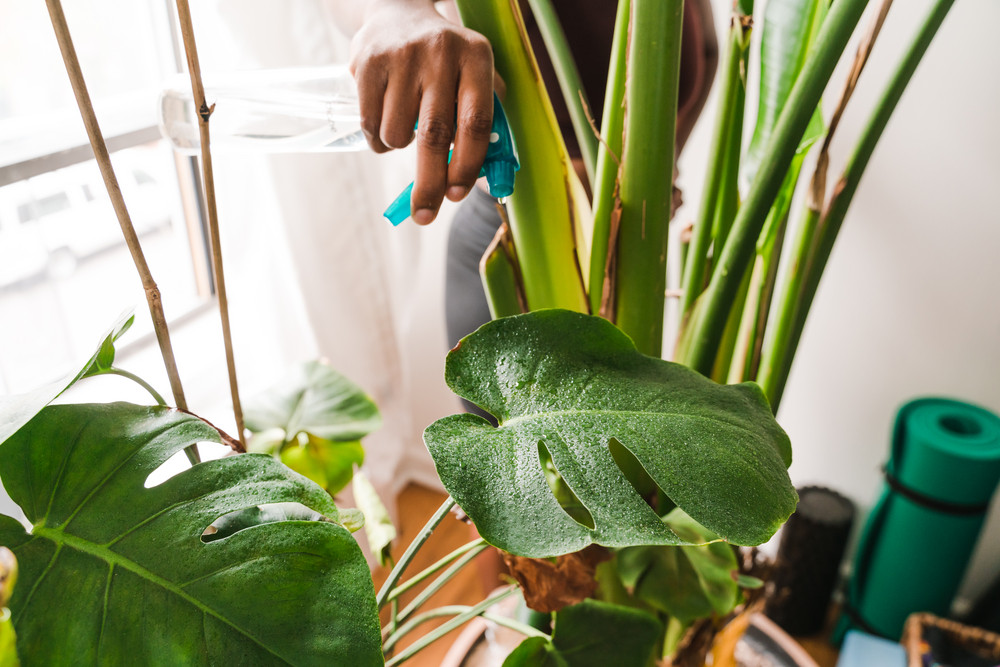 Are you an aspiring plant parent? I've got some tips for how to use plants to decorate your home that you'll love! 