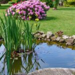 A small pond with tall plants and floating water lilies in a backyard with lush grass and a home in the background.